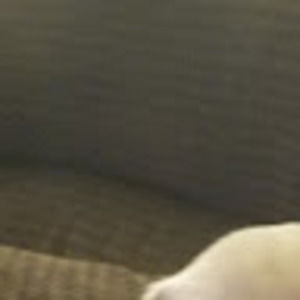 Meet your Posher, Larry